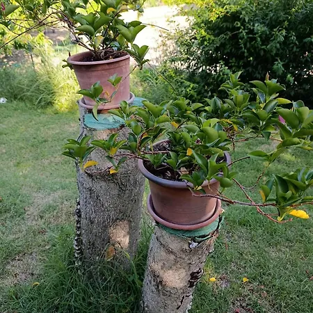 Torricella Hosting *