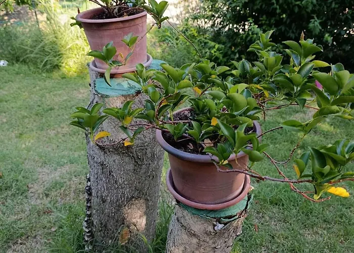 Torricella Hosting *